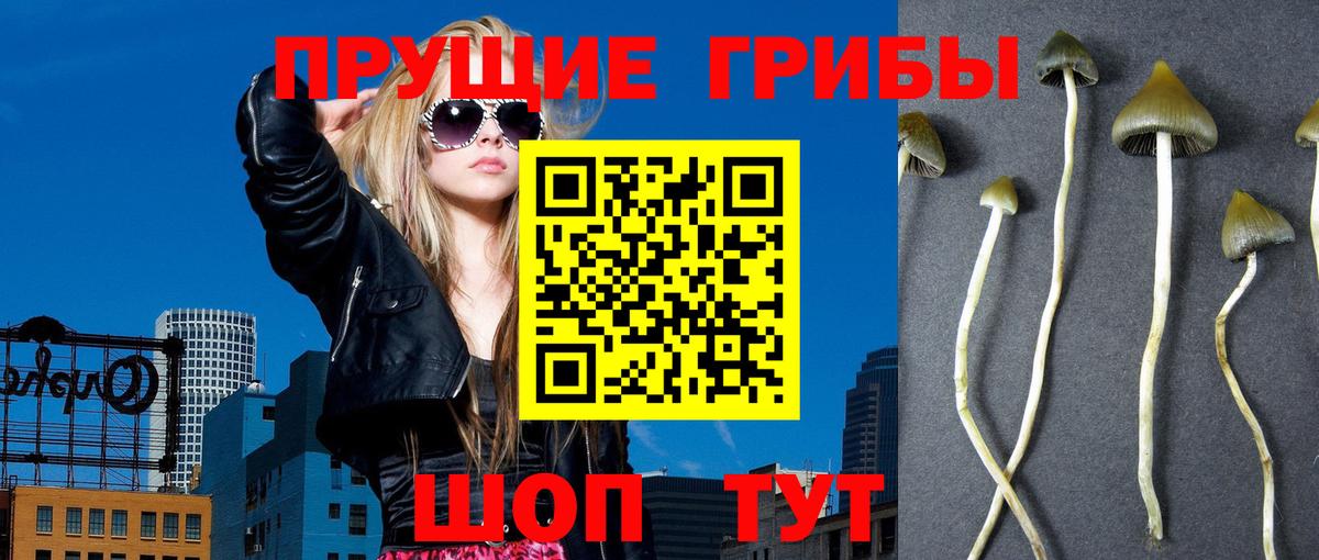 Псилоцибиновые грибы мицелий Красный Сулин
